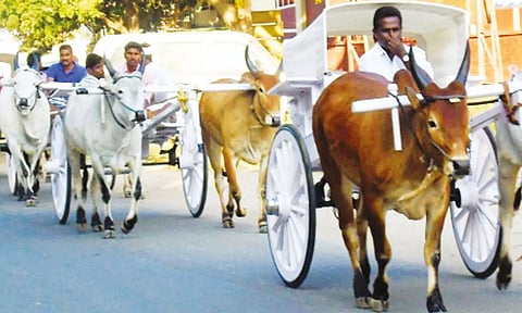 திருமூர்த்திமலைக்கு மாட்டு வண்டியில் வந்த பக்தர்கள்.