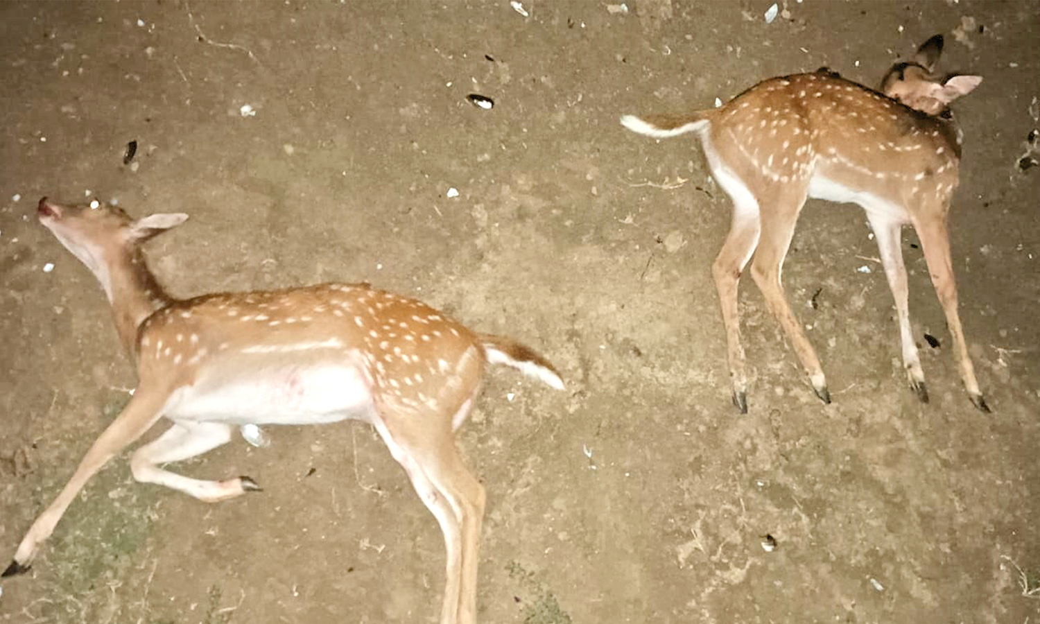 செந்துறை அருகே மான்களை வேட்டையாடிய கும்பல்