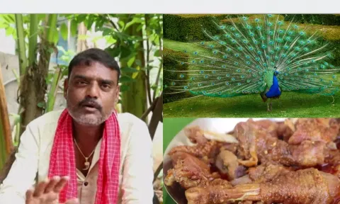 'பாரம்பரிய முறையில் மயில் கறி செய்வது எப்படி?'.. சமையல் வீடியோவால் சிக்கலில் மாட்டிய யூடியூபர்