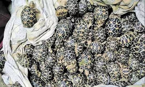 2000 நட்சத்திர ஆமைகள், மலைப்பாம்பு பறிமுதல்: வனத்துறை நடவடிக்கை