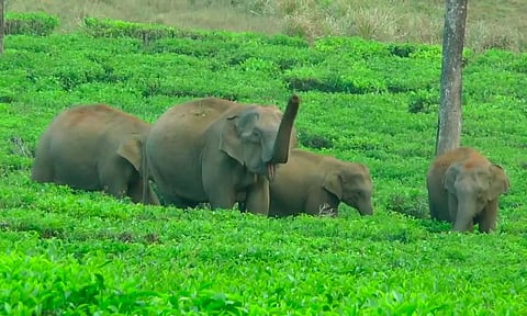 சாலையோரம் குட்டியுடன் சுற்றித்திரிந்த காட்டு யானைகள்