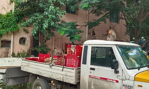 குரங்குகள் தொல்லையால் பொதுமக்கள், வியாபாரிகள் அச்சம்