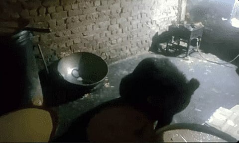 Bear Enjoys Barfi At Sweets Shop