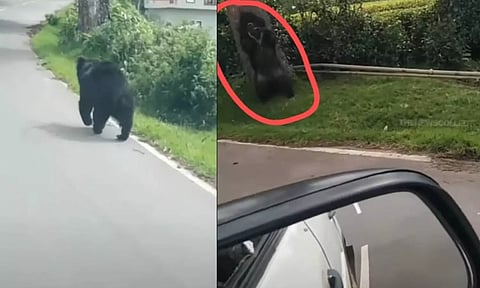 நான் சும்மா தானே போய்கிட்டு இருக்கேன், என்னை ஏன்டா தொந்தரவு பண்றீங்க....கைகூப்பி கும்பிட்ட கரடி