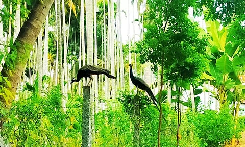 வாழப்பாடி அருகே கூட்டம் கூட்டமாக திரியும் மயில்கள்: மகசூல் பாதிப்பால் விவசாயிகள் கவலை