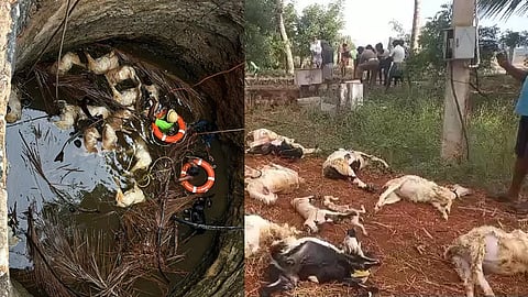 தெருநாய்கள் விரட்டியதில் கிணற்றுக்குள் விழுந்து 16 ஆடுகள் உயிரிழப்பு
