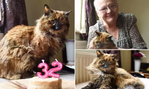 World's oldest cat dies