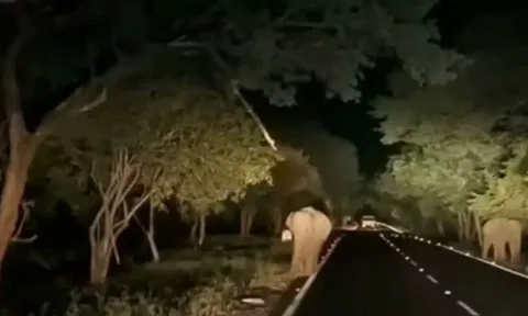 சத்தியமங்கலம் பகுதியில் சாலையில் உலா வரும் யானைகளால் வாகன ஓட்டிகள் கடும் அவதி