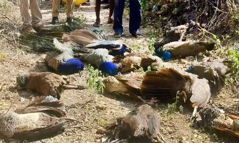 அரிசியில் விஷம் கலந்து 17 மயில்களை கொன்ற விவசாயி கைது