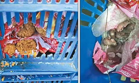 லட்டு பிரசாத பாக்கெட்டுகளில் எலிக்குட்டிகள் கிடந்ததால் பரபரப்பு