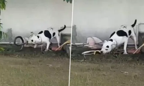 Pet dog bites and kills king cobra