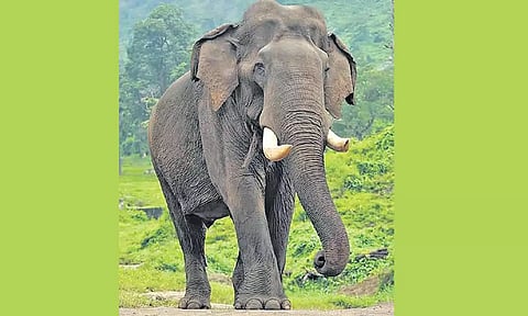 ஆந்திர மாநிலத்திற்கு 4 புதிய கும்கி யானைகள் கர்நாடகாவில் இருந்து வருகிறது