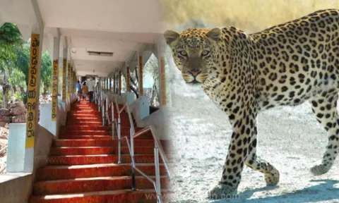 திருப்பதியில் சிறுத்தை நடமாட்டம்: ஸ்ரீவாரி மெட்டுப்பாதையில் இரவில் பக்தர்களுக்கு தடை