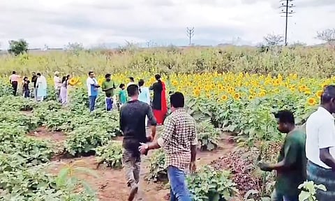 பூத்துக்குலுங்கும் சூரியகாந்தி பூக்கள் முன்பு 'செல்பி' எடுக்க ரூ.25 கட்டணம்- சுற்றுலா பயணிகள் ஆர்வம்