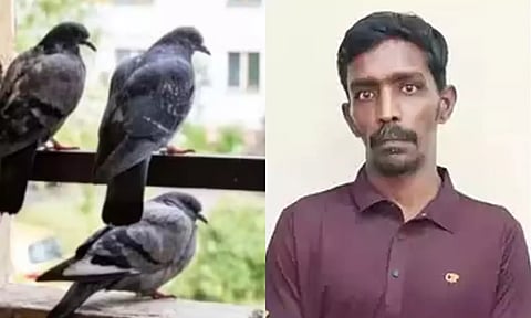 புறாக்களை ஏவி நூதன முறையில் கொள்ளையடித்த பலே கொள்ளையன்