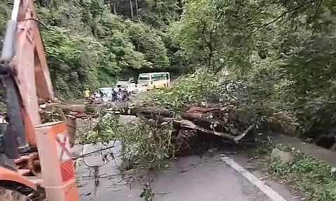 கொட்டி தீர்த்த பலத்த மழை: குன்னூர் மலைப்பாதையில் மண்சரிவு-மரங்கள் முறிந்து விழுந்தன