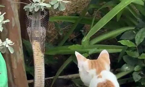 படமெடுத்து சீறிய நல்ல பாம்பை பார்வையால் மிரட்டி தடுத்த 'லியோ' பூனை