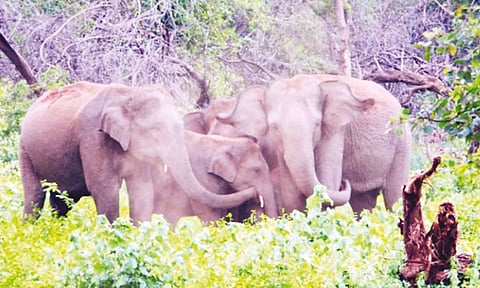 சாலையில் உலா வரும் யானைகள்- வாகன ஓட்டிகளுக்கு எச்சரிக்கை
