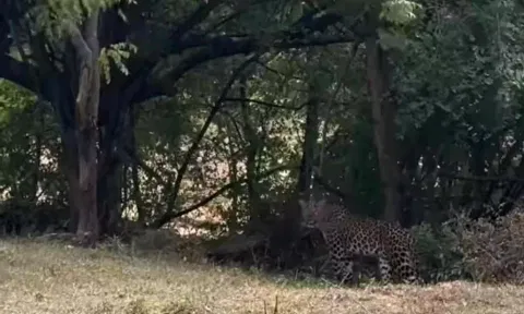 பண்ணாரி அம்மன் கோவில் அருகே சிறுத்தை நடமாட்டம்