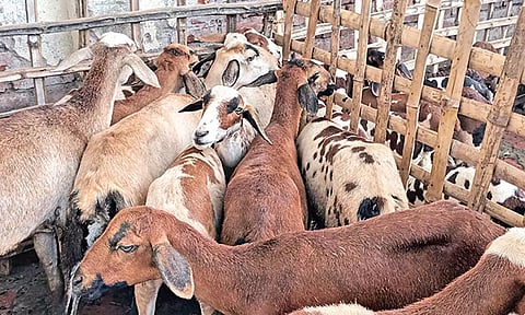 போச்சம்பள்ளி வாரசந்தையில் தீபாவளி பண்டிகையையொட்டி ரூ.8 கோடிக்கு ஆடுகள் விற்பனை