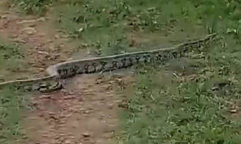 தாளவாடி அருகே தோட்டத்தில் 10 அடி நீள மலைப்பாம்பு: பொதுமக்கள் பீதி