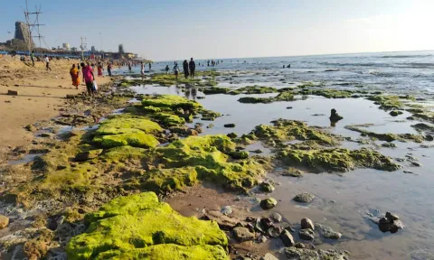 நாளை அமாவாசையை முன்னிட்டு திருச்செந்தூரில் உள்வாங்கி காணப்பட்ட கடல்