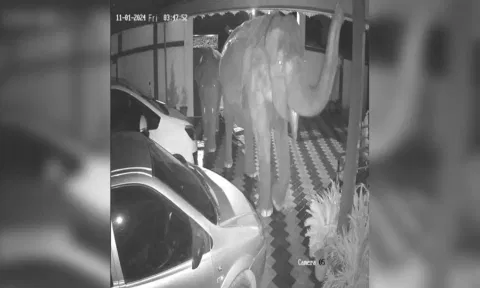 கதவை உடைத்து குட்டியுடன் வீட்டுக்குள் புகுந்த யானை: வீடியோ வைரல்