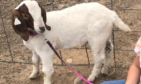 சிறுமி செல்லமாக வளர்த்த ஆடு கொடுத்த ரூ.2½ கோடி