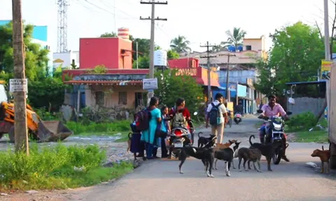 பொன்னேரி அருகே நாய்கள் தொல்லையால் பொதுமக்கள் அச்சம்