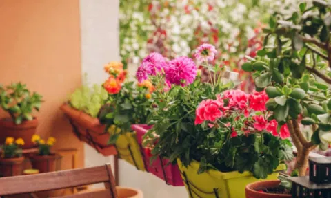 வீட்டில் கஞ்சா பயிரிட்ட தம்பதி.. பேஸ்புக் பதிவால் போலீசில் சிக்கினர்