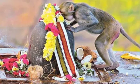 சிவலிங்கம் மீது தலை சாய்த்து வணங்கிய குரங்கு- பக்தர்கள் பரவசம்