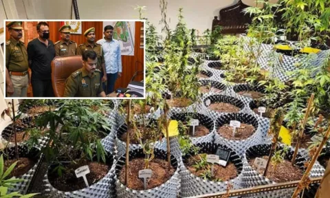 வீட்டிற்குள் 80 தொட்டிகளில் கஞ்சா செடிகள் வளர்த்து விற்பனை செய்து வந்த நபர் கைது