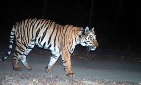 குளிர்காலத்தில் இனச்சேர்க்கைக்காக துணையைத் தேடி 300 கி.மீ. பயணம் செய்த ஜானி புலி