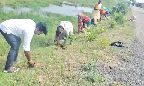 பழவேற்காடு அருகே சாலையோரத்தில் 10 ஆயிரம் மரக்கன்றுகள்
