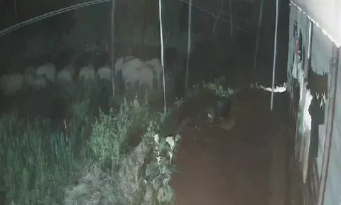 ஓசூர் சானமாவு வனப்பகுதியில் 40 காட்டு யானைகள் தஞ்சம்- வனத்துறையினர் எச்சரிக்கை