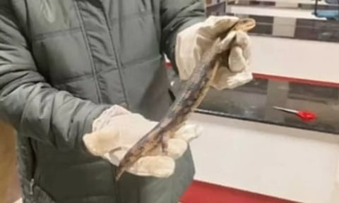 விமானத்தில் கேக் பெட்டியில் மறைத்து அரிய வகை பல்லிகள் கடத்தல்