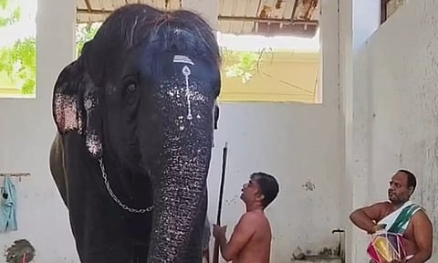 விரைவில் மீண்டும் பக்தர்களுக்கு ஆசி வழங்கும் தெய்வானை யானை