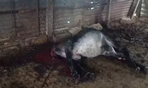 ஓசூர் அருகே கர்ப்பமான பெண் கழுதையின் தலையை வெட்டிய மர்ம நபர்கள்: நரபலியா?