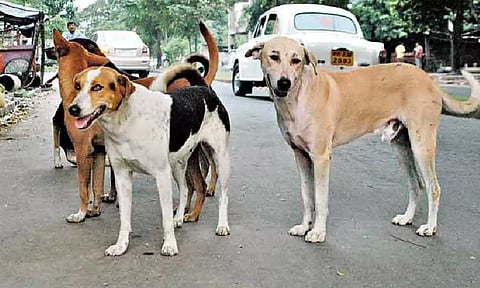 நாய்கள் ஜாக்கிரதை.. ஒடிசாவில் தினசரி 777 பேர் பாதிப்பு- அரசு தகவல்