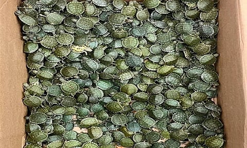 விமானத்தில் மலேசியா-சென்னைக்கு  5,400 நட்சத்திர ஆமைகள் கடத்தல்