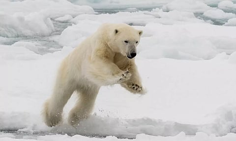பனிக்கரடியுடன் போராடி மனைவியை மீட்ட கணவர்