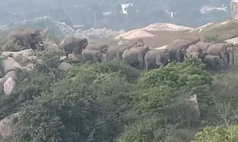 ஓசூர் அருகே அட்டகாசம் செய்து வரும் 32 யானைகள் விரட்டும் பணியில் வனத்துறையினர் தீவிரம்