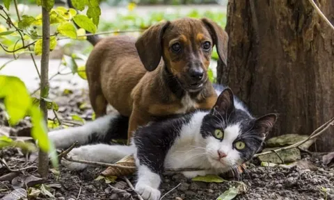 நாய், பூனை கடிக்கு அலட்சியம் காட்டிய வாலிபர் பலி