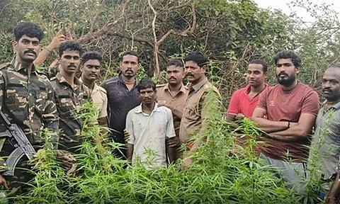 வனத்துறையினருக்கு கண்ணாமூச்சி ஆட்டம் காட்டி கஞ்சா செடி வளர்த்த 2 பேர் கைது