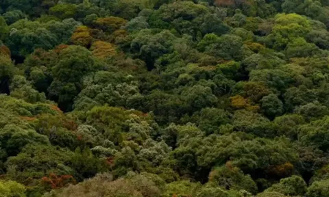 தமிழக வனப்பரப்பு 31 சதுர கி.மீ. அதிகரிப்பு