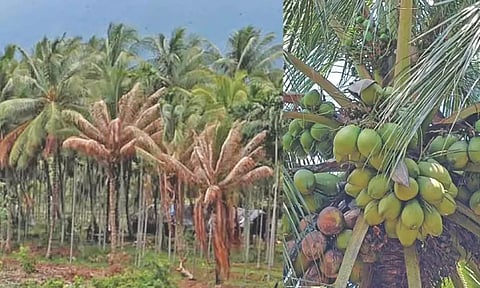 தென்னையில் நோய் தாக்குதல் எதிரொலி: பொள்ளாச்சி இளநீர் ஏற்றுமதி திடீர் சரிவு