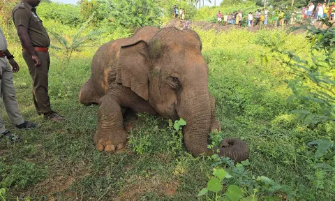 கோவை அருகே அமர்ந்த நிலையில் உயிரிழந்த பெண் யானை