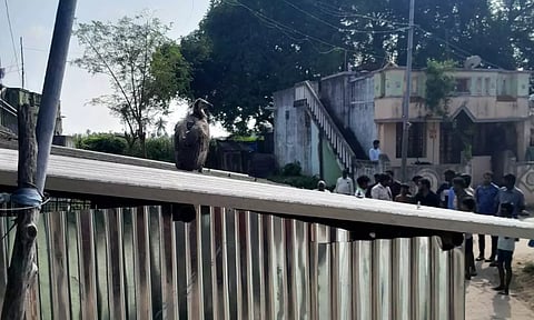 புதுப்பேட்டை அருகே கேமரா பொருத்தப்பட்ட கழுகால் பரபரப்பு- போலீசார் விசாரணை