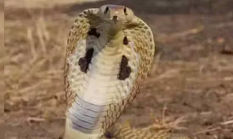 கோர்ட் வளாகத்தில் புகுந்த பாம்பு