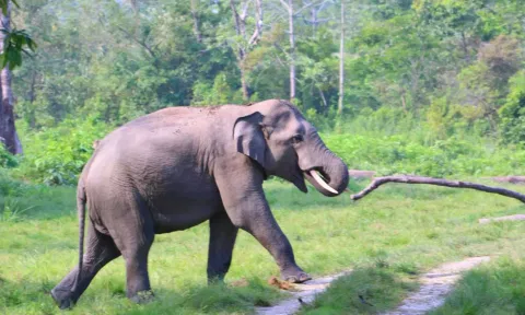 வனப்பகுதி அருகே வாகனங்களை துரத்தும் ஒற்றை யானையால் பரபரப்பு- வனத்துறையினர் எச்சரிக்கை